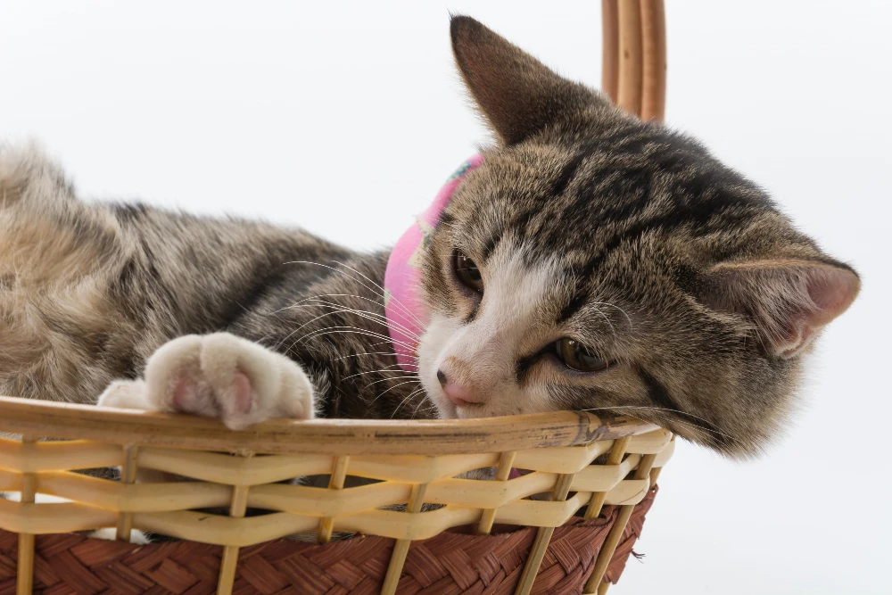 Principais nutrientes gatos devem ingerir diariamente