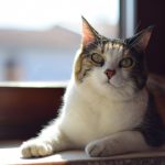 Auxiliar de Veterinário: a profissão ideal para quem quer trabalhar com animais e crescer rápido