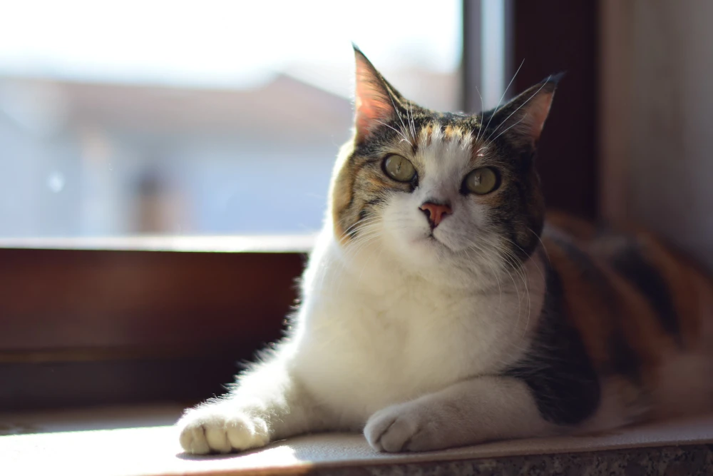 Significado sonhar com gato