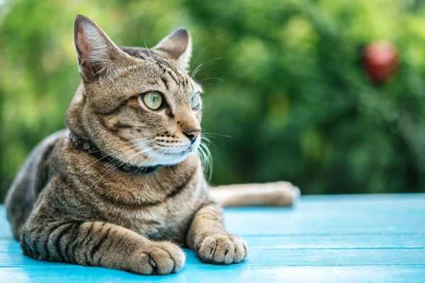 Doencas comuns gatos