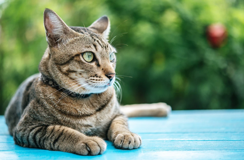 Doencas comuns gatos