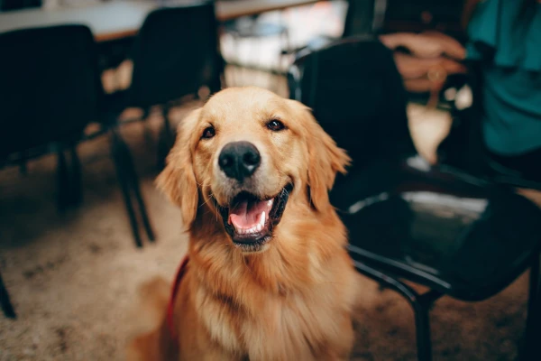 Media gastos cachorro grande porte