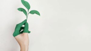 meio ambiente na educação infantil