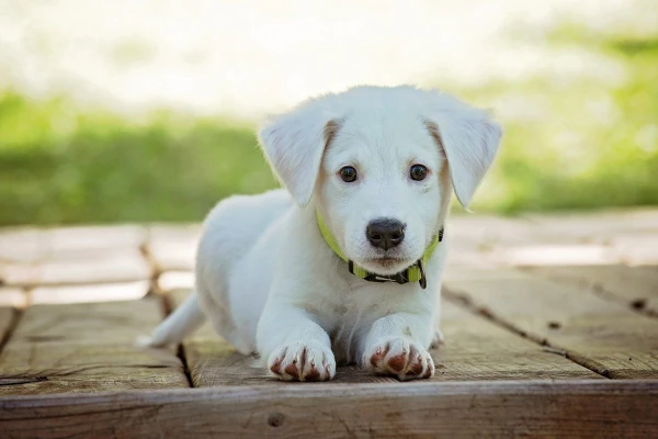 Coisas fazer adotar cachorro