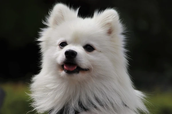 Pet ga61adf689 640