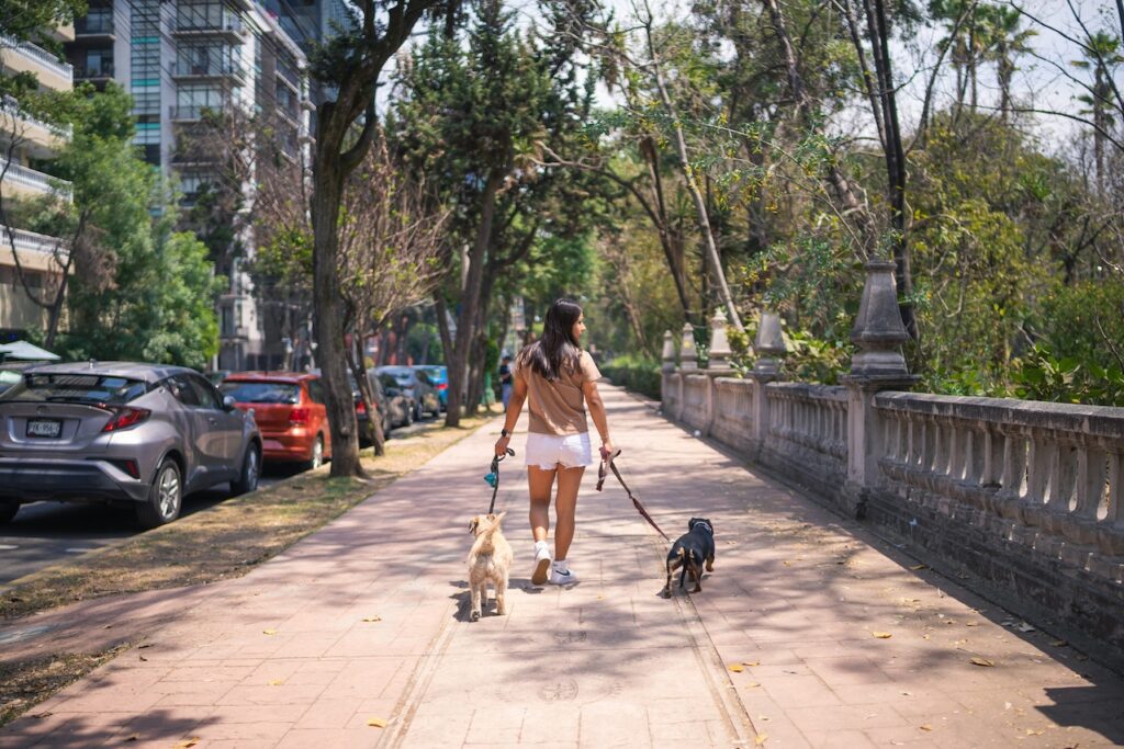 como-elaborar-treinamento-obediencia-para-caes