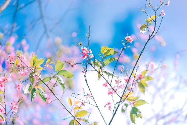 Flores imagens
