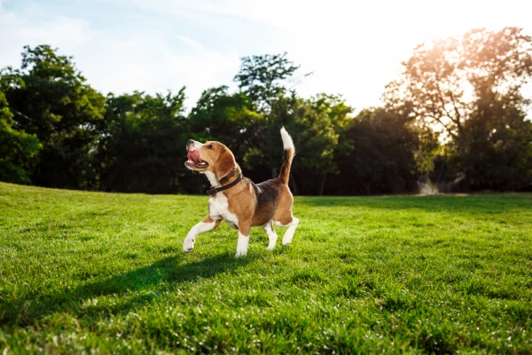 5 maneiras de estimular seu pet a gastar energia