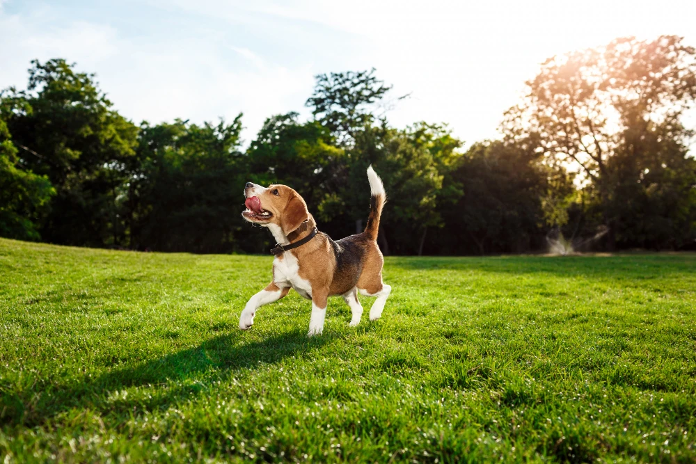 5 maneiras de estimular seu pet a gastar energia