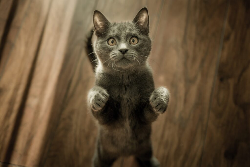 pets-assustados-com-barulho-como-evitar-as-fugas-no-ano-novo