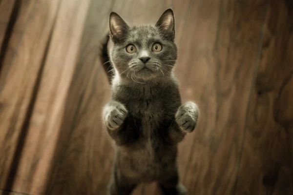 Pets assustados com barulho como evitar as fugas no ano novo