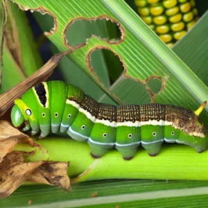 DALL·E 2024-08-02 17.19.38 - A detailed image of a Spodoptera frugiperda caterpillar, commonly known as the fall armyworm or lagarta-do-cartucho. The caterpillar has a cylindrical