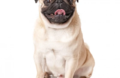 Pet