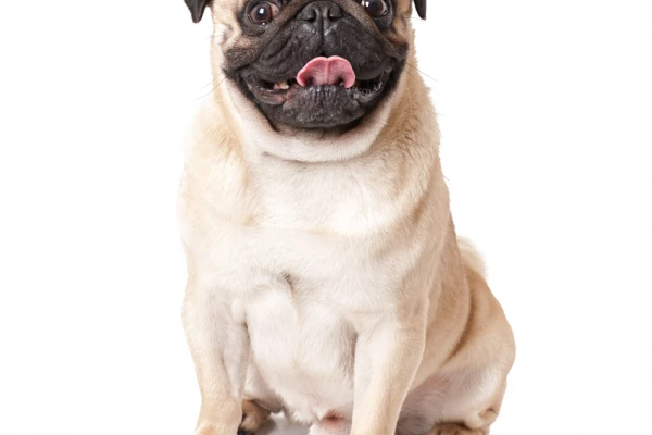 Pet
